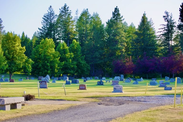 The New Section lawn with evergreens behind