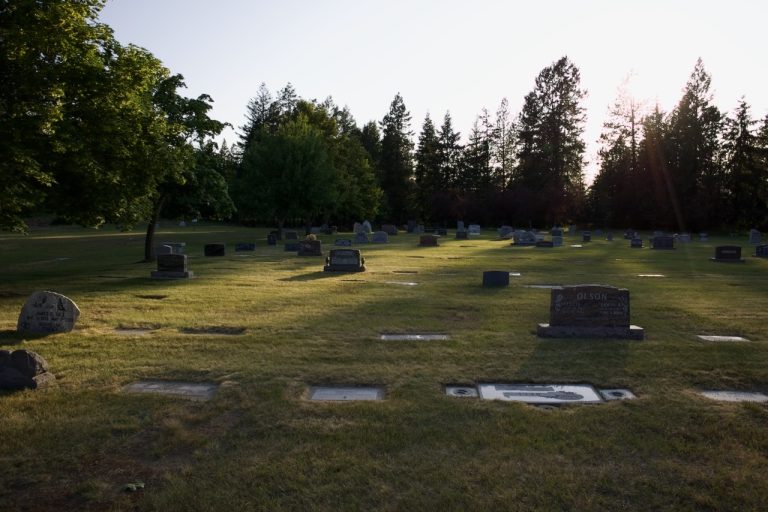 Open lawn and evergreen trees
