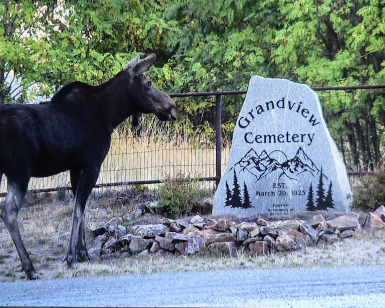 A moose walking past the Grandview Cemetery stone