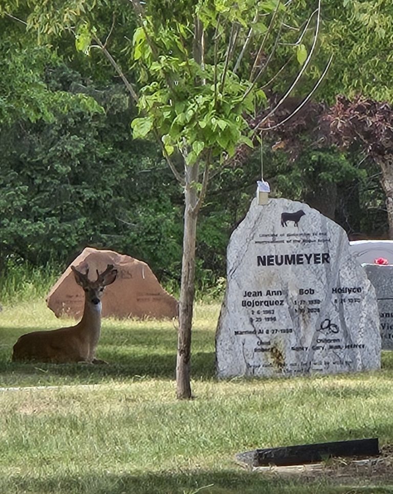 A deer resting beside a headstone